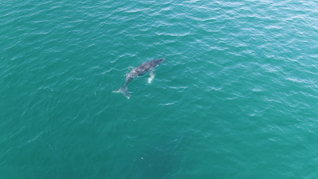 Whale gliding below the ocean surface with a small splash.