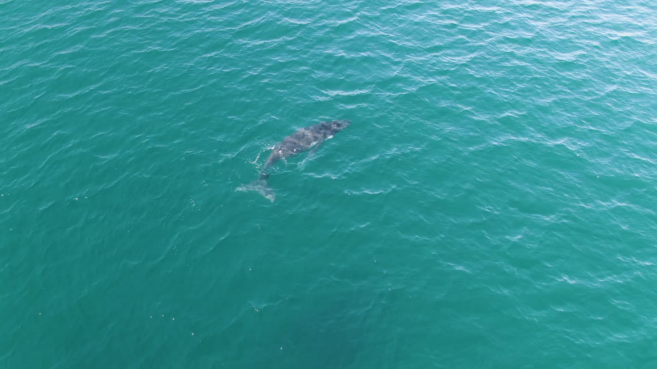 A whale remains isolated in open turquoise ocean at Punta Gorda Beach, Baja California Sur, with textured wave ripples surrounding it and no visible people.