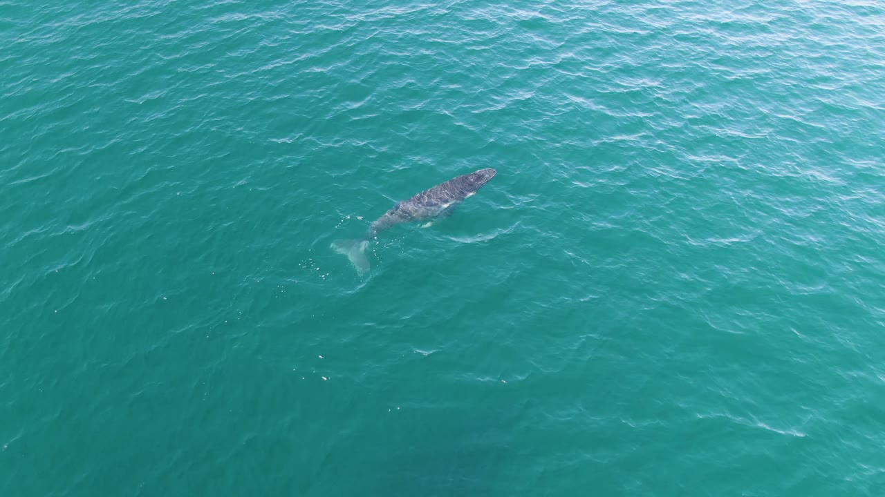 Whale below turquoise ocean surface