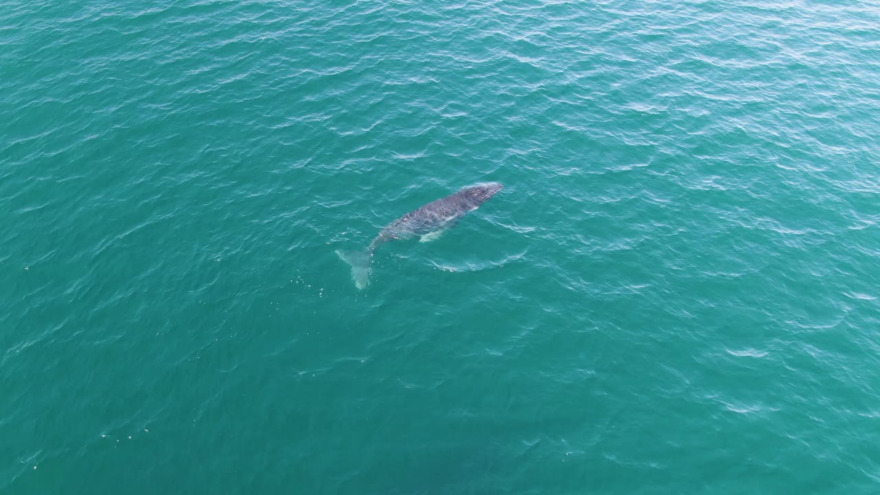 The whale remains visible under the rippled turquoise water at Punta Gorda Beach, with its body angled across the frame and no visible people.