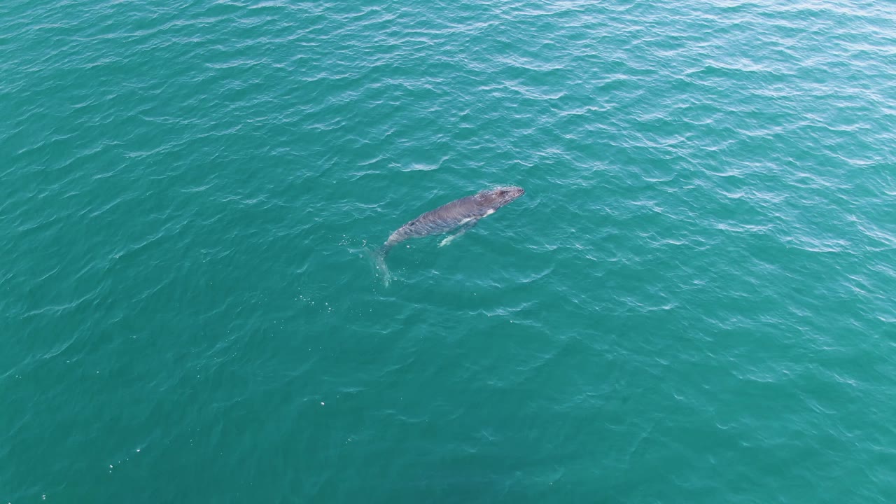A whale is seen beneath clear green-blue ocean water at Punta Gorda Beach, with brighter surface texture above it and no visible people.