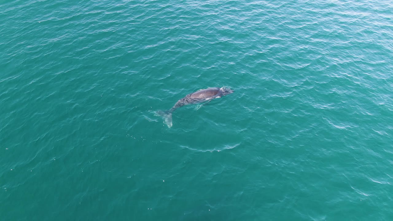 The whale appears lower in the overhead view at Punta Gorda Beach, swimming through turquoise open water with a faint wake and no visible people.