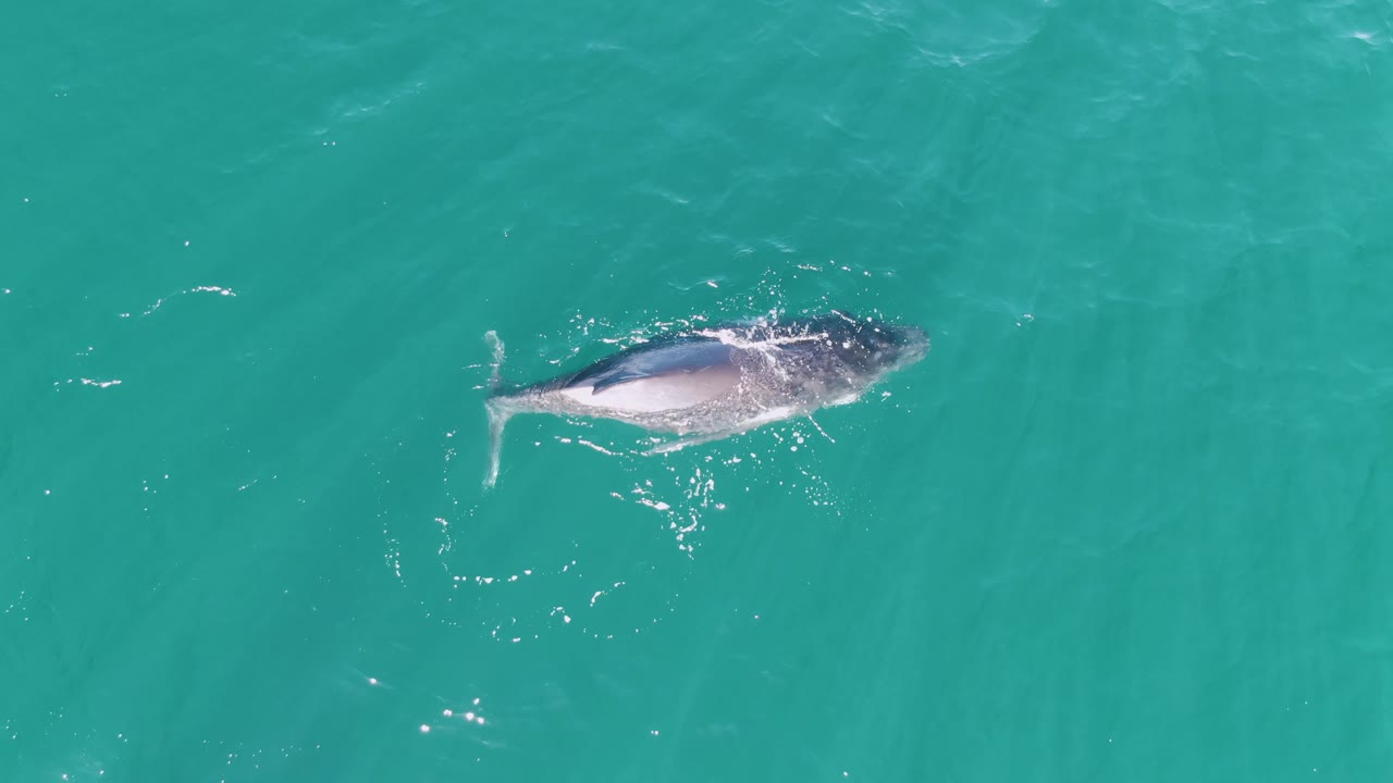 A humpback whale swims just below the surface in turquoise water at Punta Gorda Beach, Baja California Sur, with small ripples around its body and no visible people.