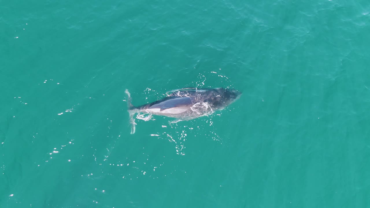 The whale remains near the surface in clear turquoise water at Punta Gorda Beach, with its back and tail visible and a thin trail of white surface disturbance behind it.