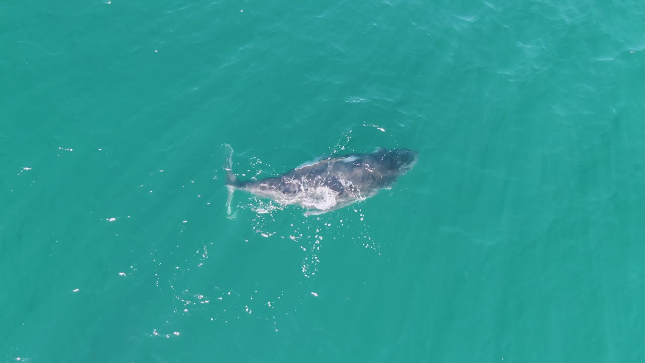 A humpback whale moves through turquoise water at Punta Gorda Beach, Baja California Sur, with brighter white splashing across part of its back and no boats or people visible.