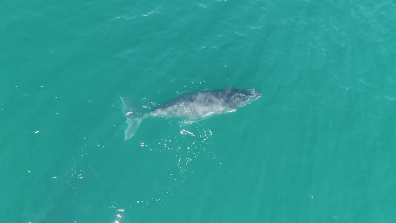 Overhead view of a gray whale swimming near the surface in turquoise water at Punta Gorda Beach, Baja California Sur, with a faint tail wake and no visible people.