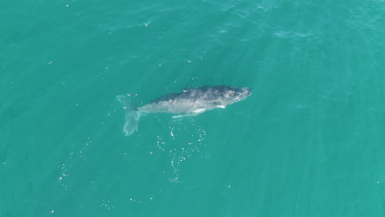 The whale appears farther across the turquoise ocean frame at Punta Gorda Beach, Baja California Sur, with its mottled back visible and no visible people.