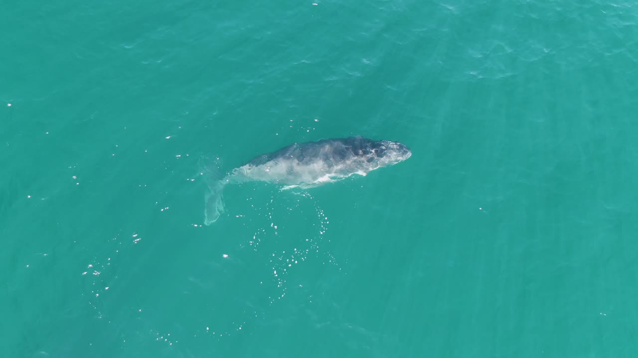 An overhead frame shows the gray whale near the upper right of turquoise ocean water at Punta Gorda Beach, Baja California Sur, with bubbles below its body and no visible people.