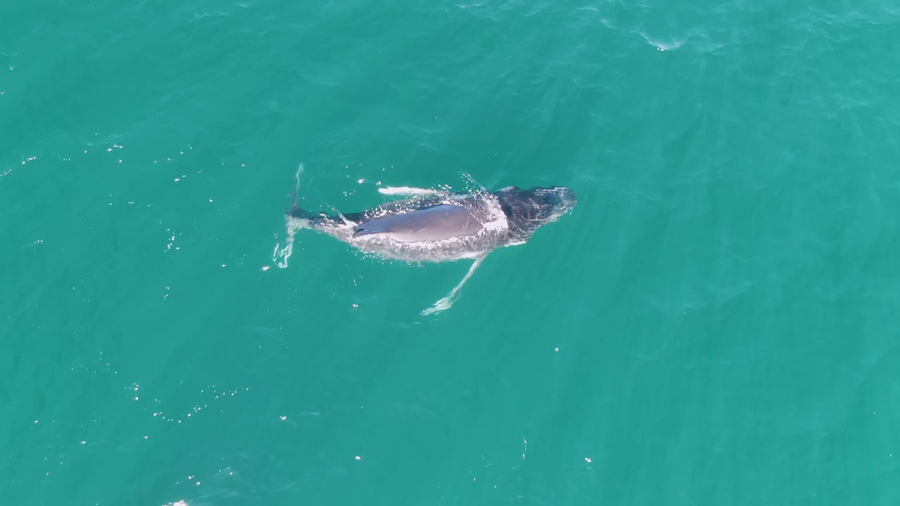 Humpback whale near the surface in turquoise ocean water.