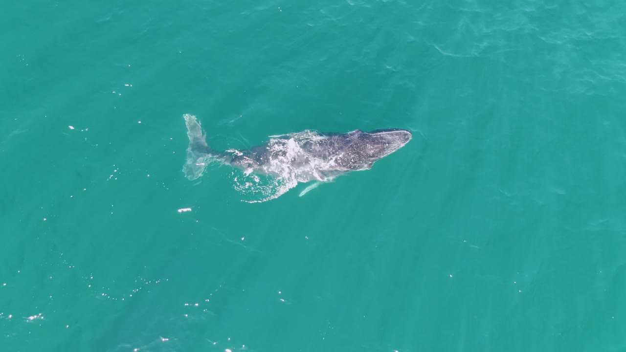 A humpback whale glides just under the surface at Punta Gorda Beach, Baja California Sur, Mexico, with whitewater forming near its side and no visible people.