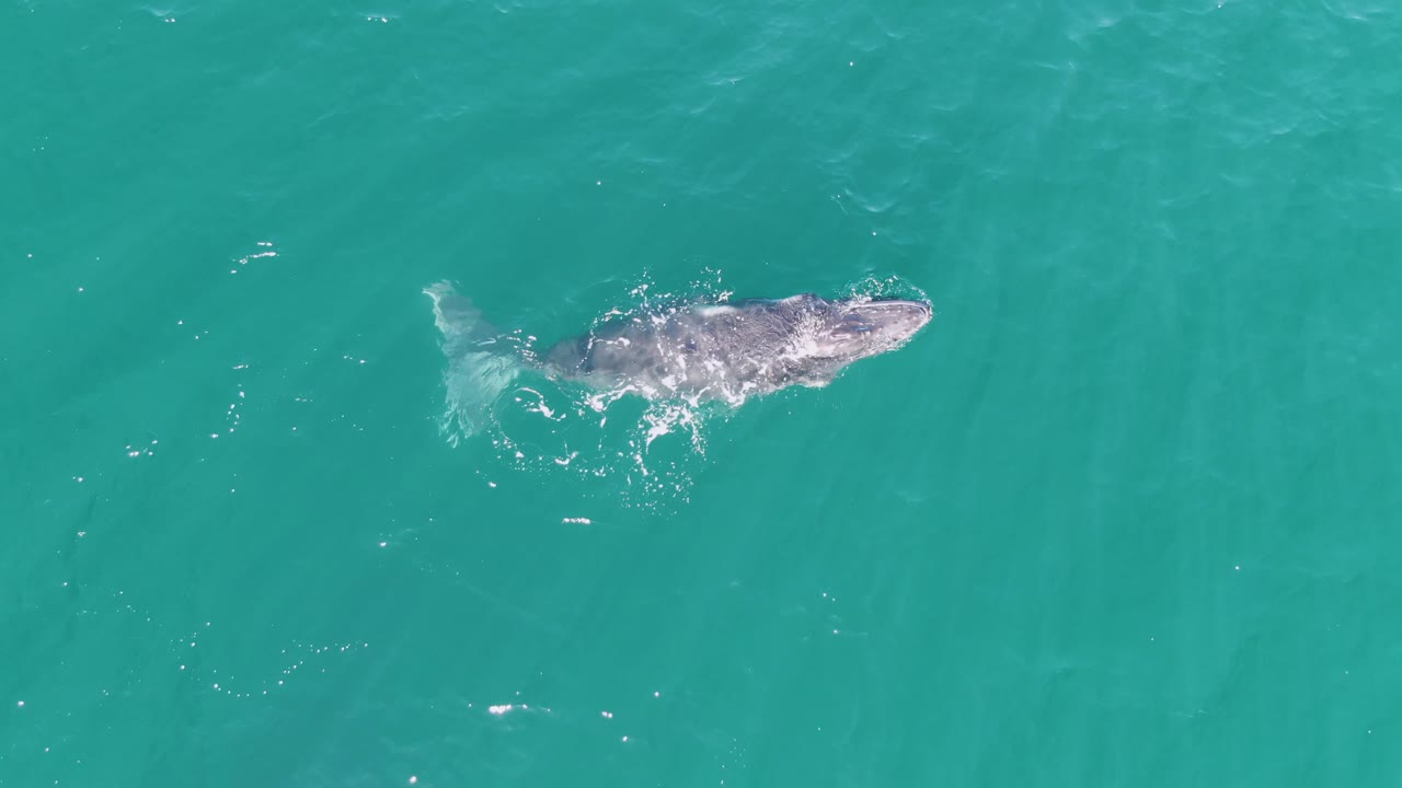 The whale appears higher in the turquoise water at Punta Gorda Beach, Baja California Sur, Mexico, with foam around its back and tail and no visible people.