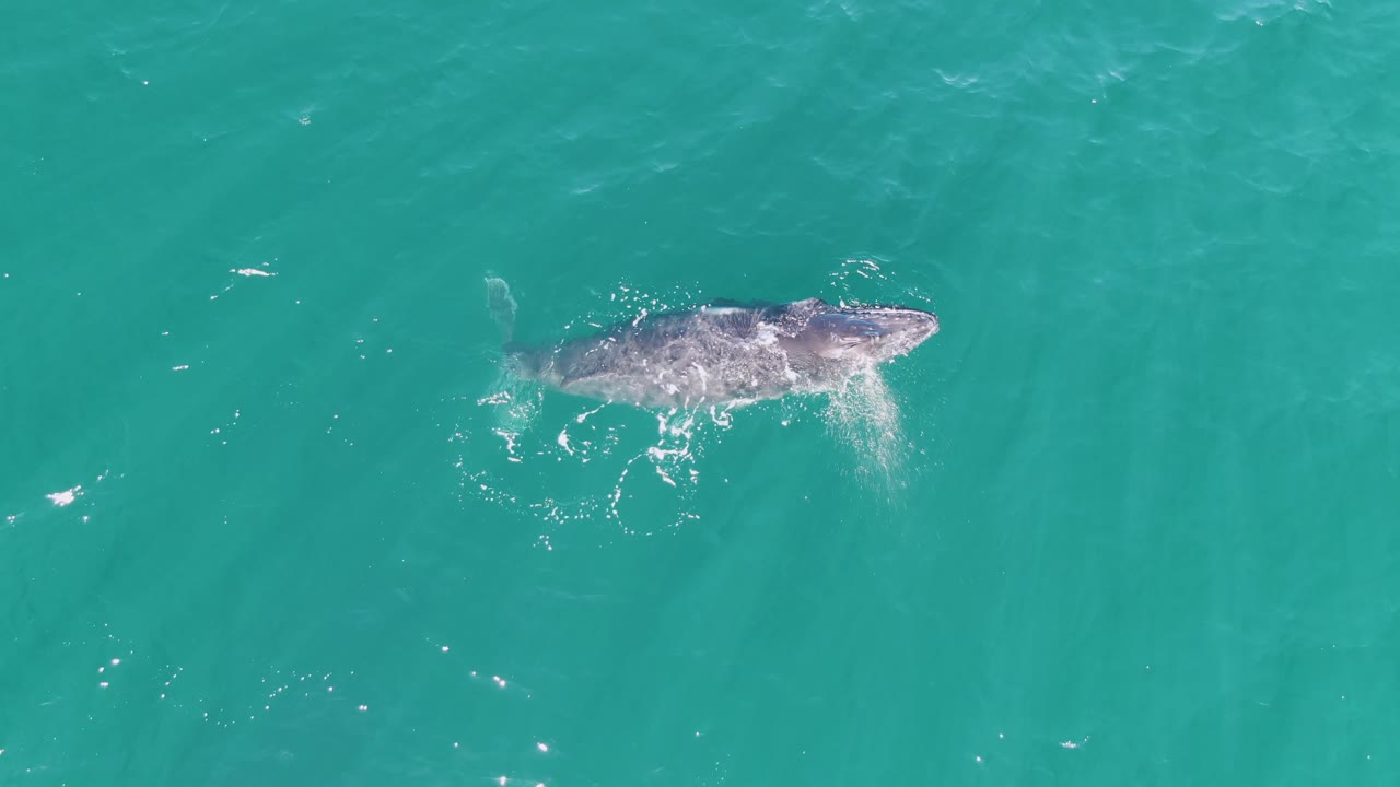 Overhead frame of the humpback whale swimming across open turquoise water at Punta Gorda Beach, Baja California Sur, Mexico, with scattered bubbles and no visible people.