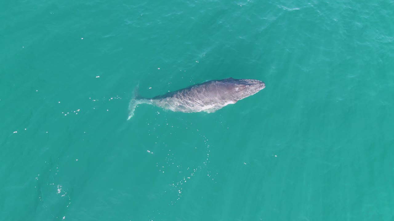 Overhead frame of a whale near the surface in turquoise water at Punta Gorda Beach, Baja California Sur, Mexico, with no visible people.