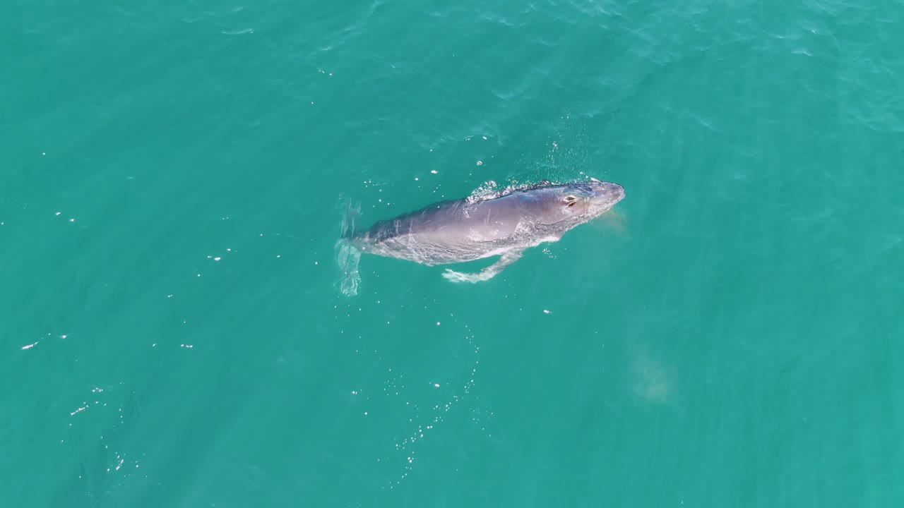 Top-down view of the whale slightly farther across the turquoise ocean surface at Punta Gorda Beach, with subtle ripples and no visible people.