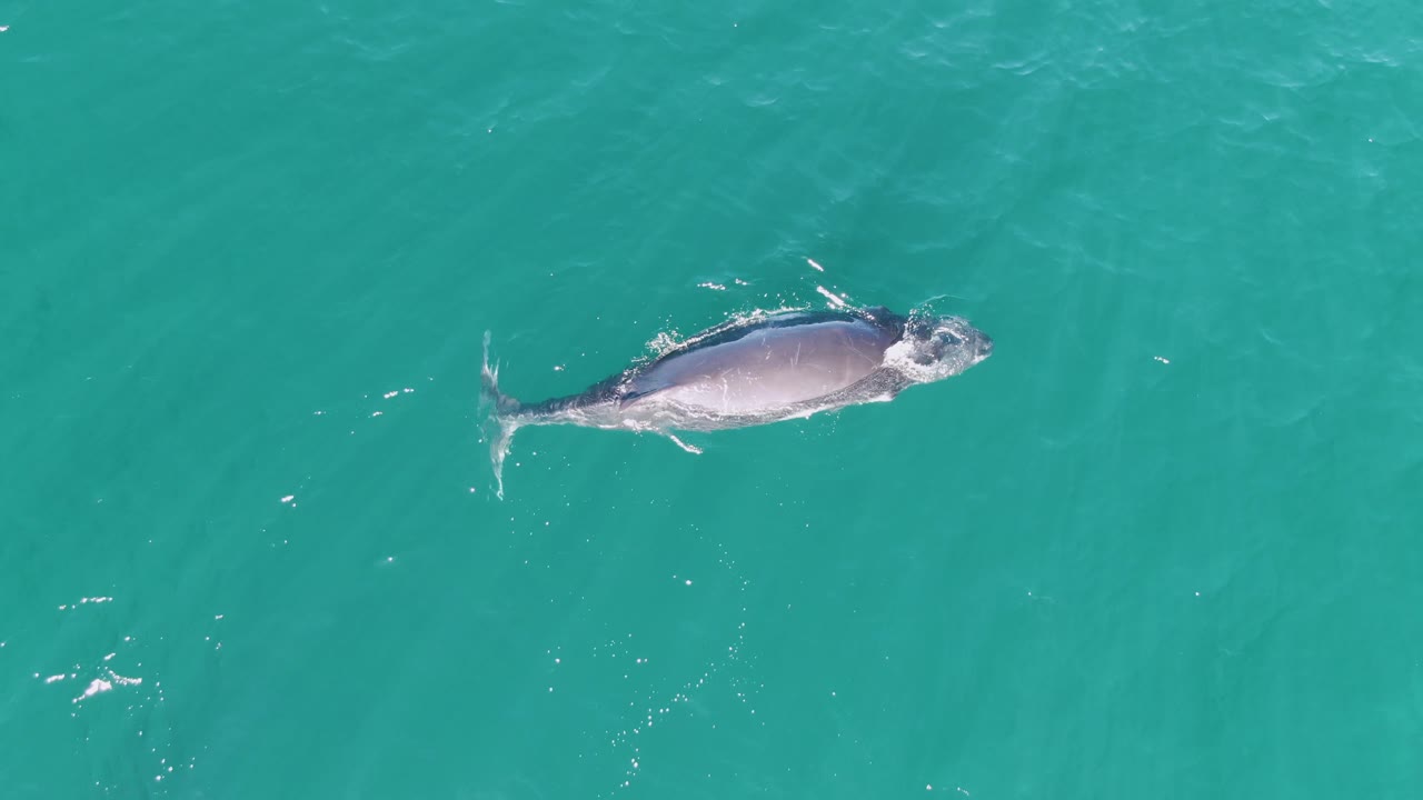 Overhead frame of the whale at the surface in Punta Gorda Beach turquoise water, with white splashes around the head and tail and no visible people.