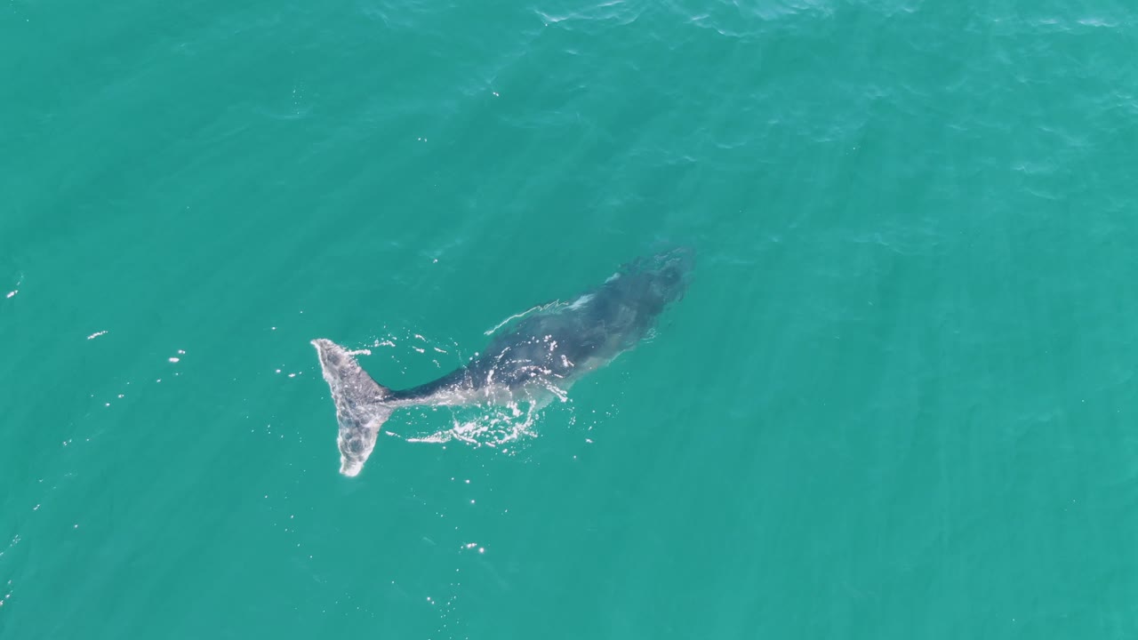 Whale swimming in turquoise water with tail flukes near the surface.