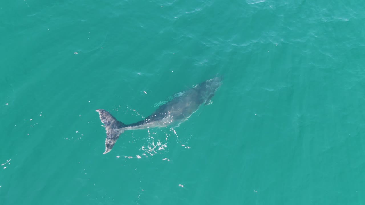 A whale swims beneath clear turquoise water at Punta Gorda Beach, Baja California Sur, with the tail angled left and small white splashes trailing behind, no visible people.