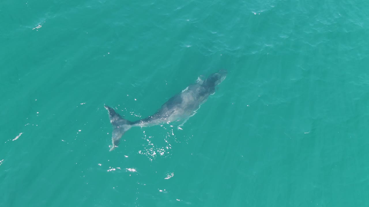 The whale appears farther right in the overhead frame at Punta Gorda Beach, Baja California Sur, swimming diagonally through open turquoise water with no visible people.