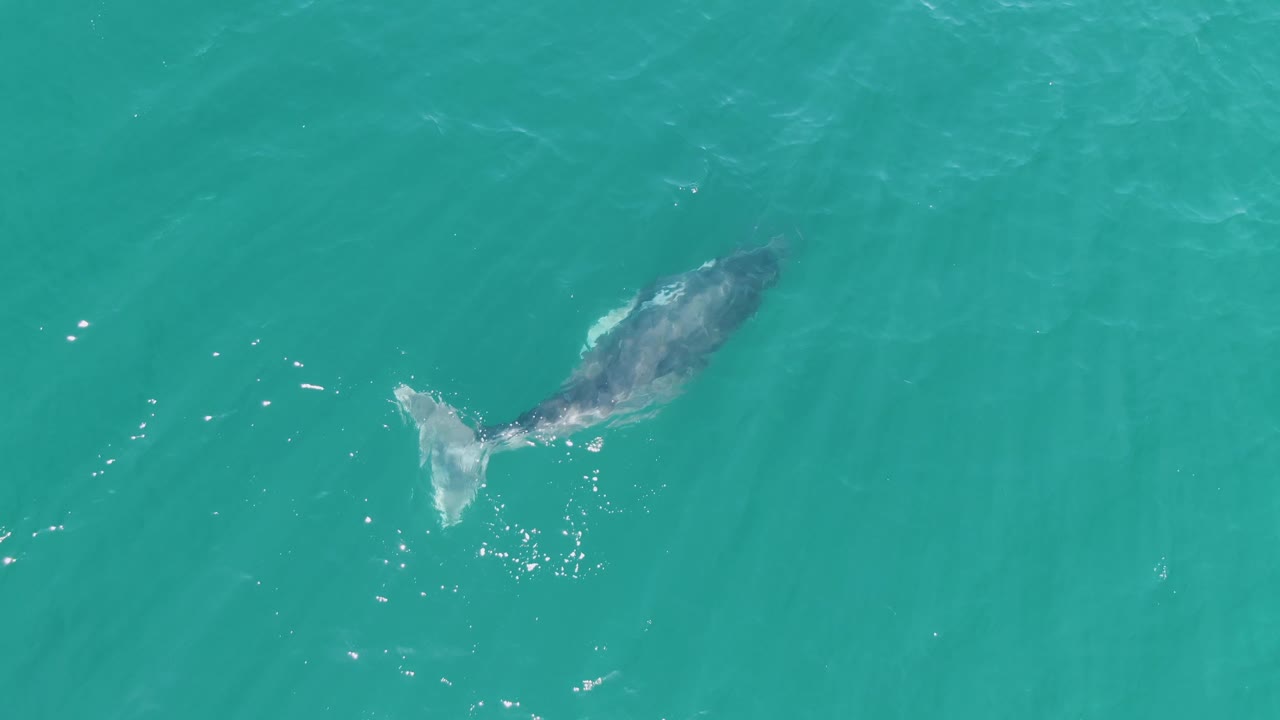 Overhead frame of the whale at Punta Gorda Beach, Baja California Sur, with its body partly muted by the water and the tail flukes leaving faint surface splashes, no visible people.