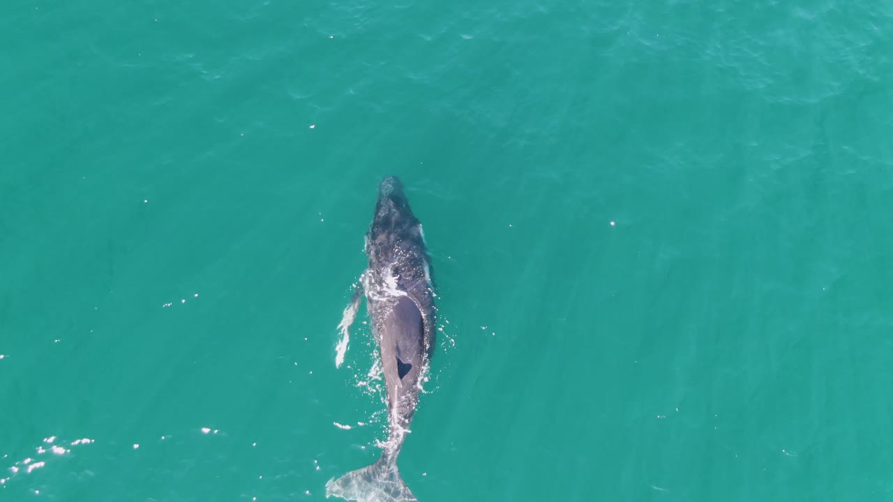 Overhead view of a whale near the surface in clear turquoise water at Punta Gorda Beach, Baja California Sur, with small white splashes and no visible people.