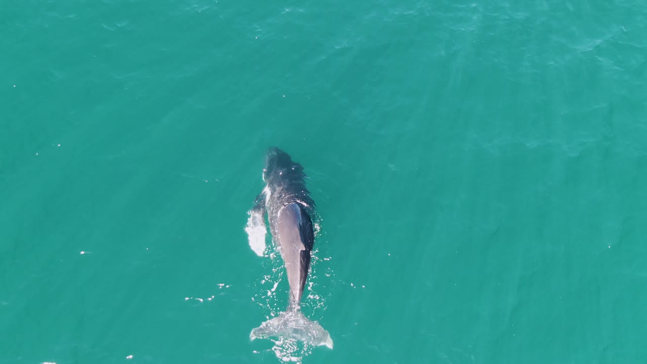 A whale glides through clear turquoise water at Punta Gorda Beach, Baja California Sur, with its body more centered and tail trailing below, no visible people.