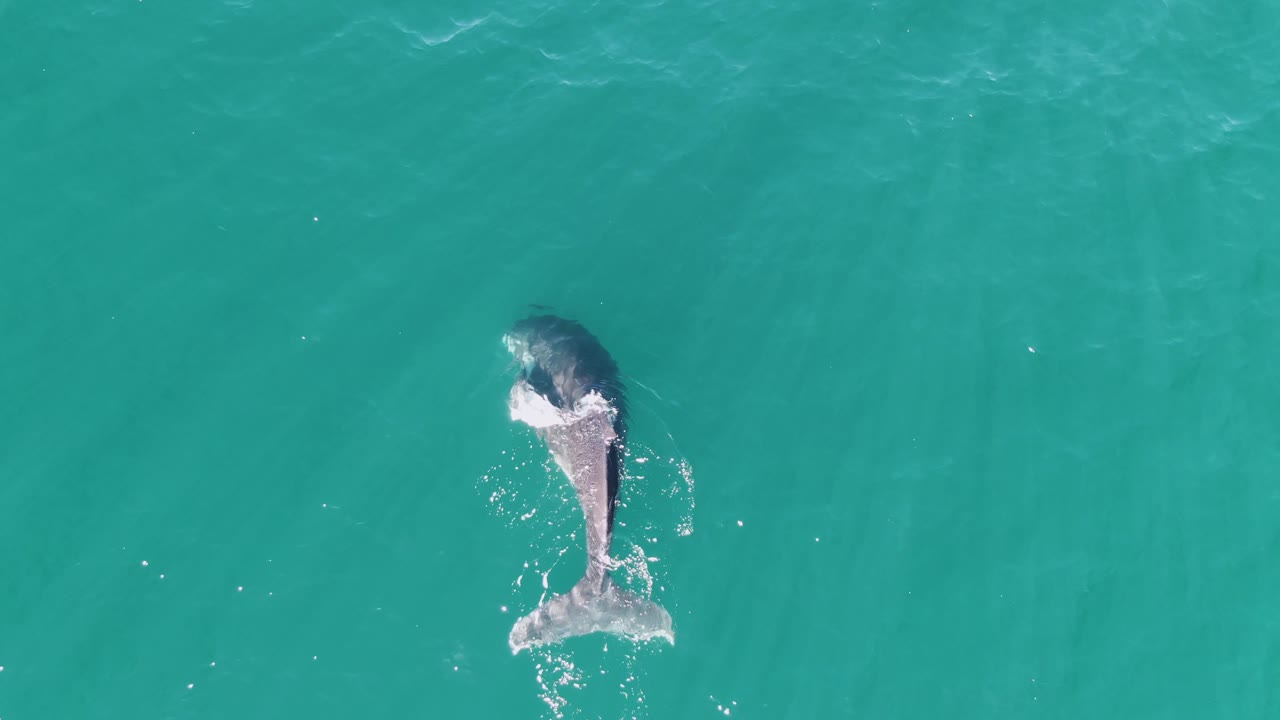 Overhead frame of the whale in blue-green water at Punta Gorda Beach, Baja California Sur, with white foam around the upper body and tail, no visible people.