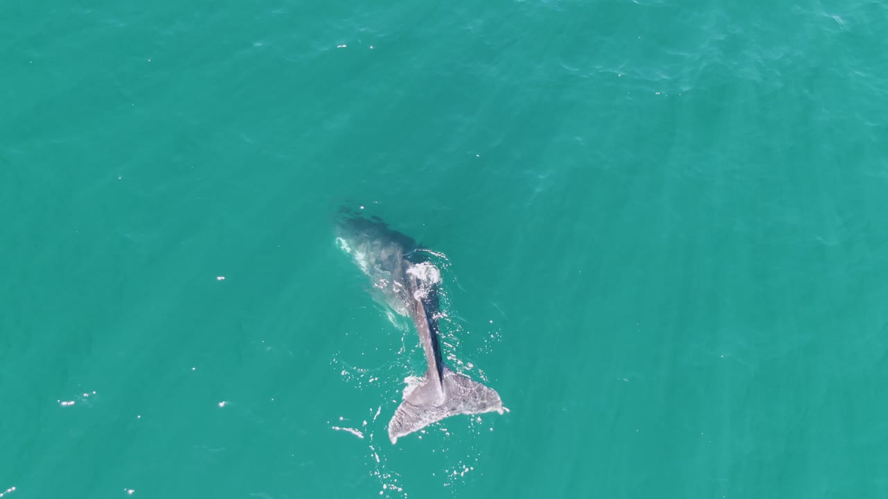 Whale angled in turquoise water with visible tail splash.
