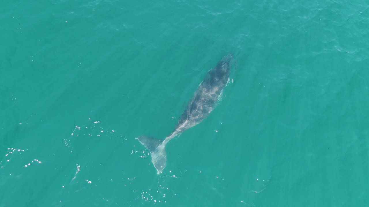 Overhead frame of a whale just below the turquoise water surface at Punta Gorda Beach, Mexico, with its tail trailing behind and no visible people.