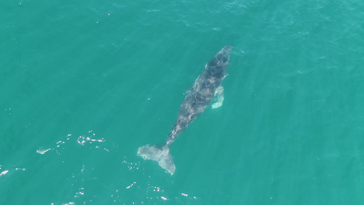 Overhead view of the whale farther across the clear turquoise ocean at Punta Gorda Beach, Mexico, with pale water movement near its tail and no visible people.