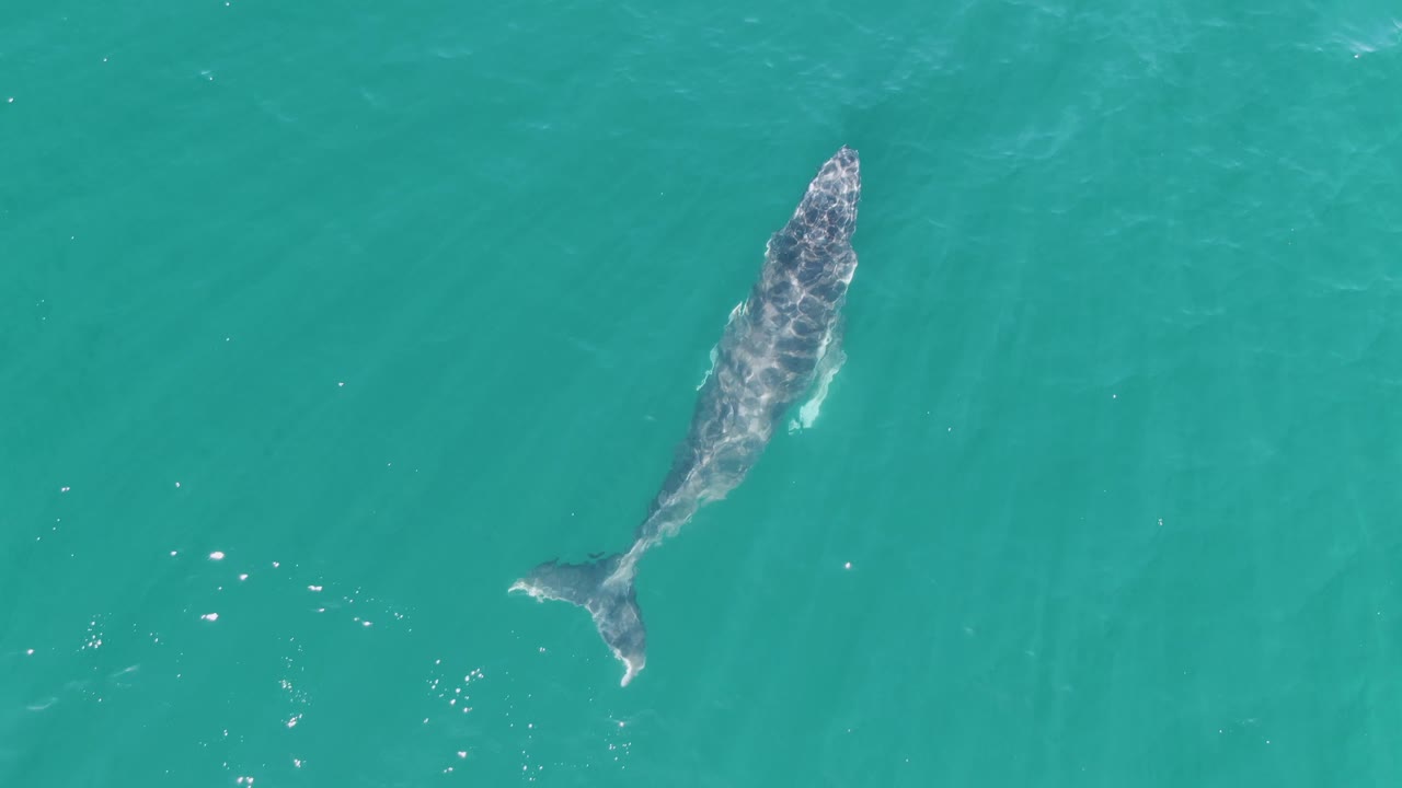 Top-down frame of a whale angled through turquoise ocean water at Punta Gorda Beach, Mexico, with its body visible beneath the surface and no visible people.
