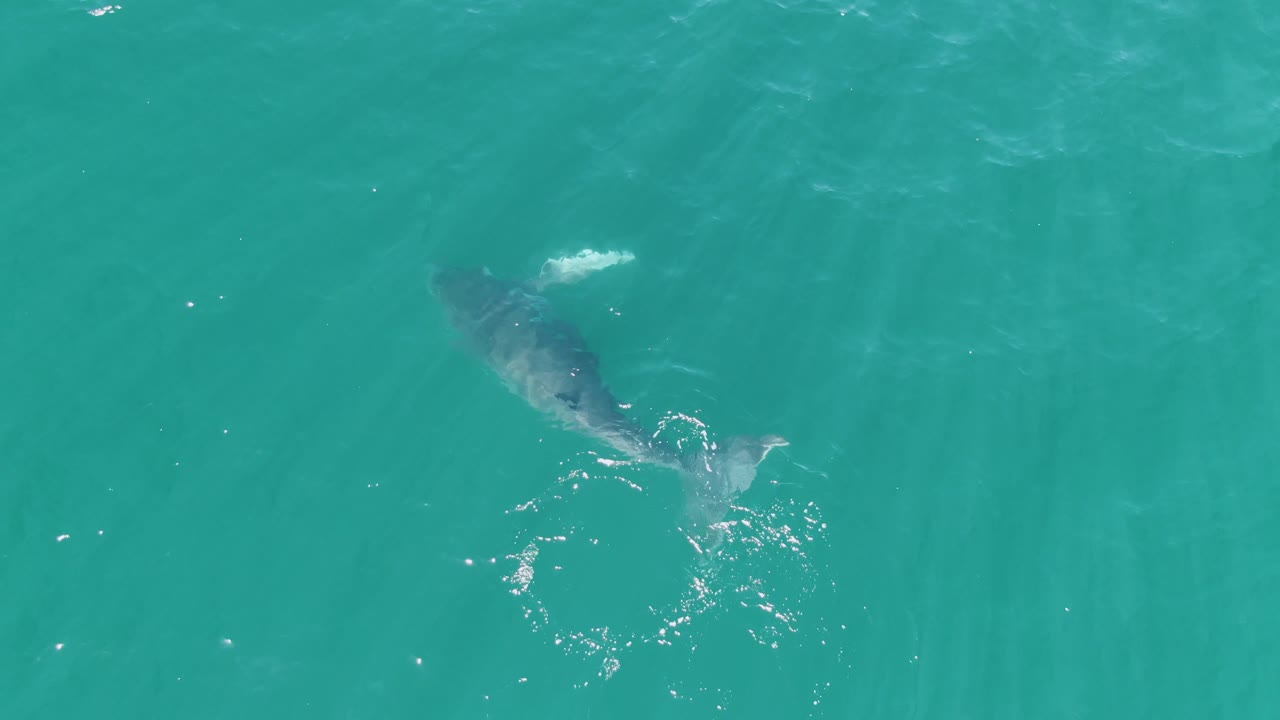 Aerial view at Punta Gorda Beach, Baja California Sur, showing a whale angled through clear turquoise water with small surface ripples and no visible people.