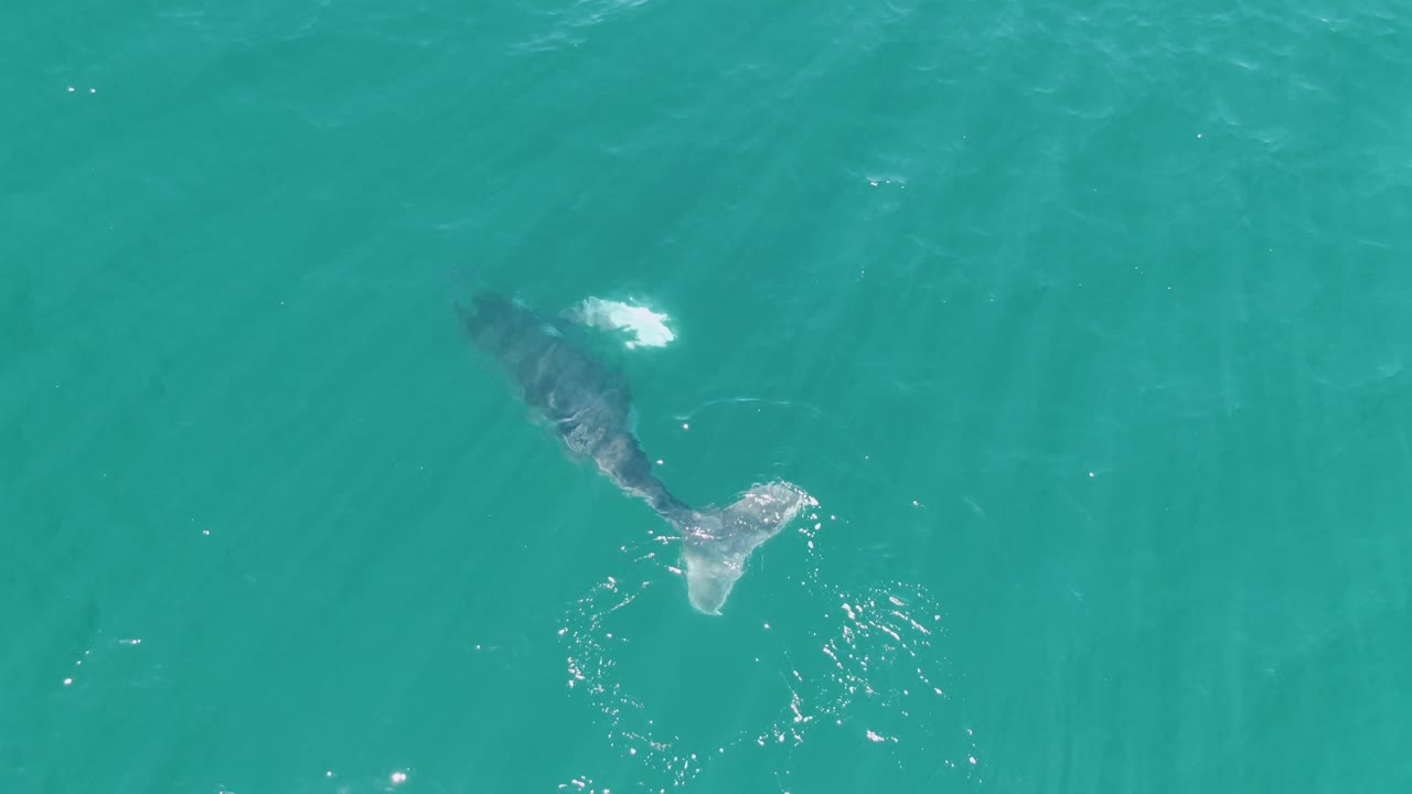 Whale gliding below the turquoise ocean surface with its tail visible.