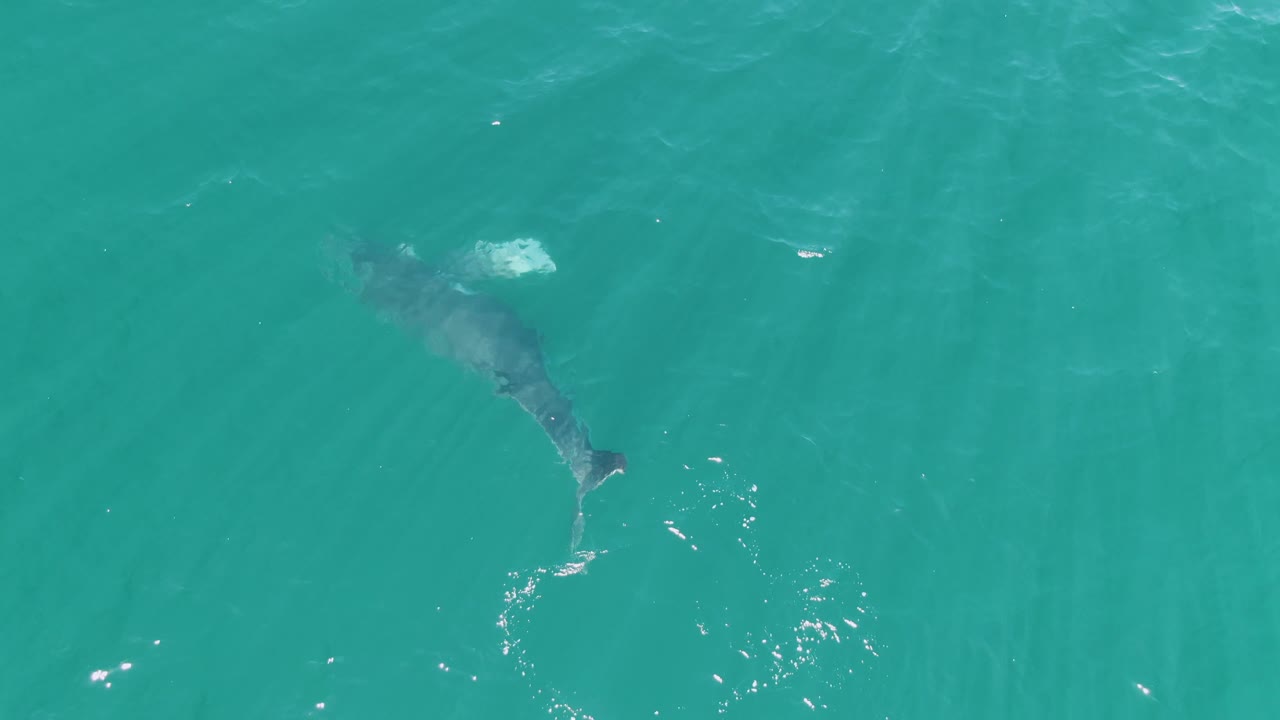 Aerial view over Punta Gorda Beach waters with the whale moving through turquoise ocean and a brighter splash mark near its upper side, with no visible people.