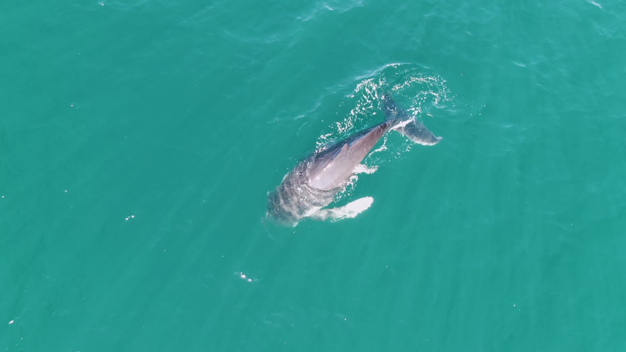 Overhead view of a whale near the surface in turquoise water at Punta Gorda Beach, Baja California Sur, with white splash beside its body and no visible people.