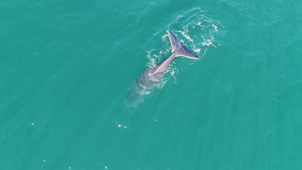 Overhead frame of the whale's tail fluke and submerged body shape in clear turquoise water at Punta Gorda Beach, Baja California Sur, with no visible people.