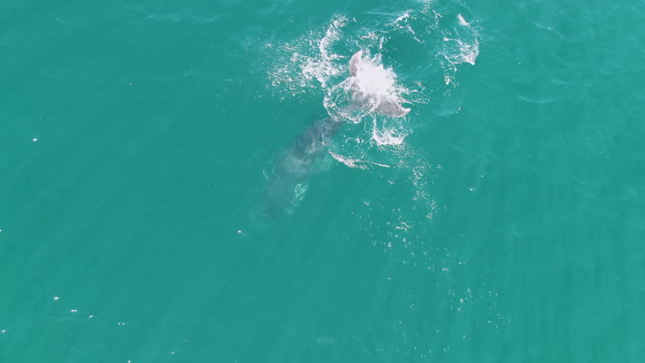 Overhead view of a bright white splash and faint submerged whale form in turquoise ocean at Punta Gorda Beach, Baja California Sur, with no visible people.