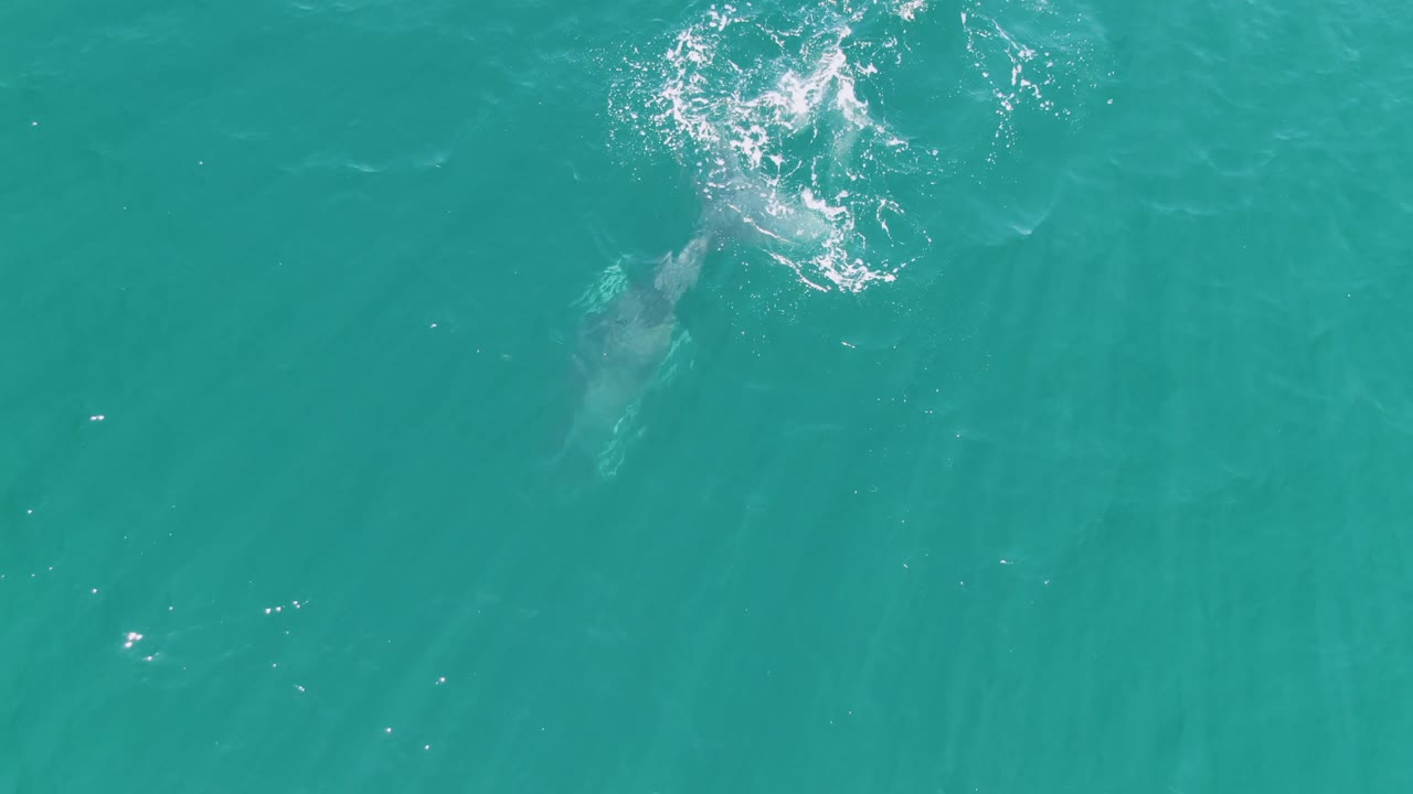 Submerged whale passing below a splash ring