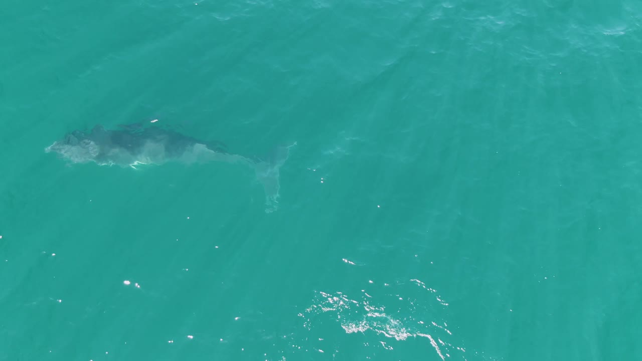 Whale and calf near the surface in turquoise ocean water.