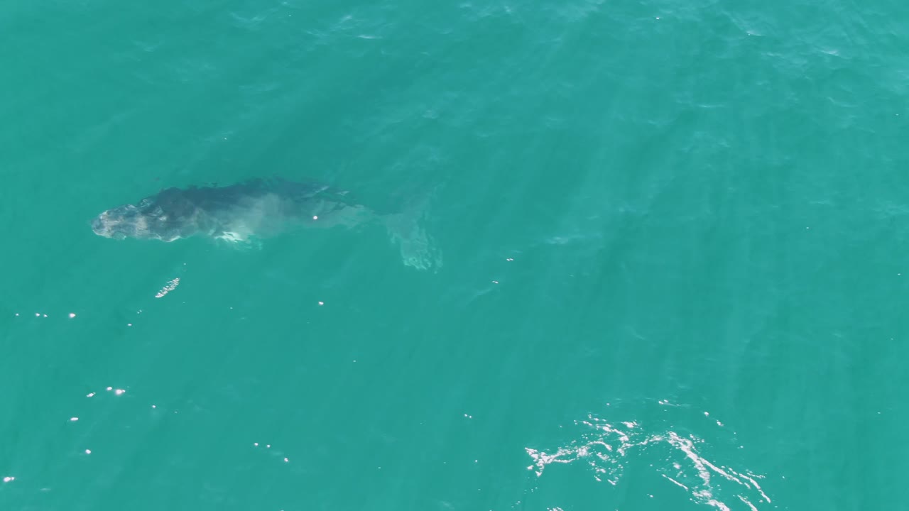 Aerial frame from Punta Gorda Beach, Baja California Sur, with the larger whale and calf visible beneath calm turquoise water and no visible people.