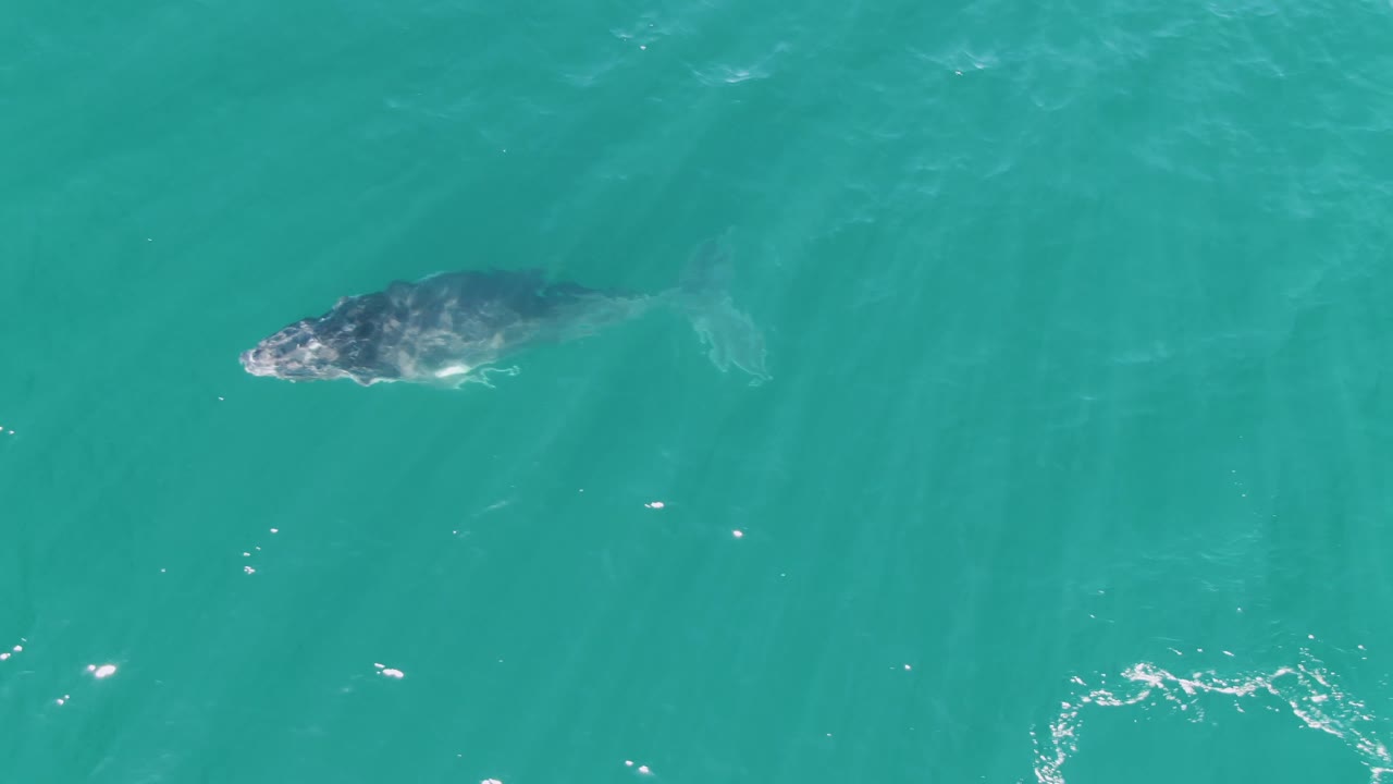 Overhead Punta Gorda Beach view with the whale and calf closer to the surface, their backs and pale wake marks visible in turquoise ocean water with no visible people.