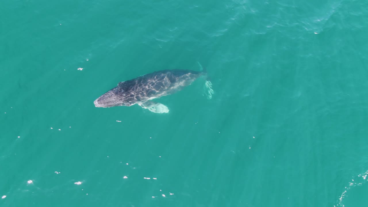 At Punta Gorda Beach, Baja California Sur, the larger whale appears lower in frame while the calf remains nearby under turquoise water, with no visible people or vessels.