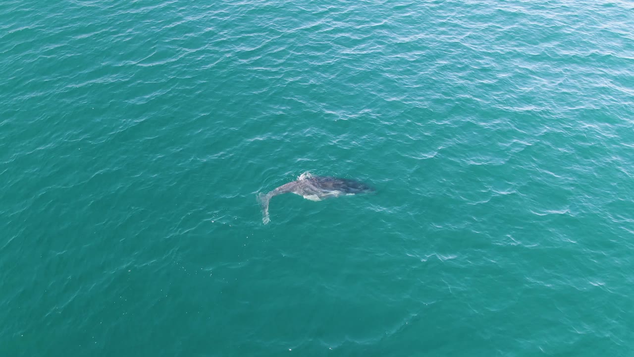 Whale swimming below turquoise ocean surface