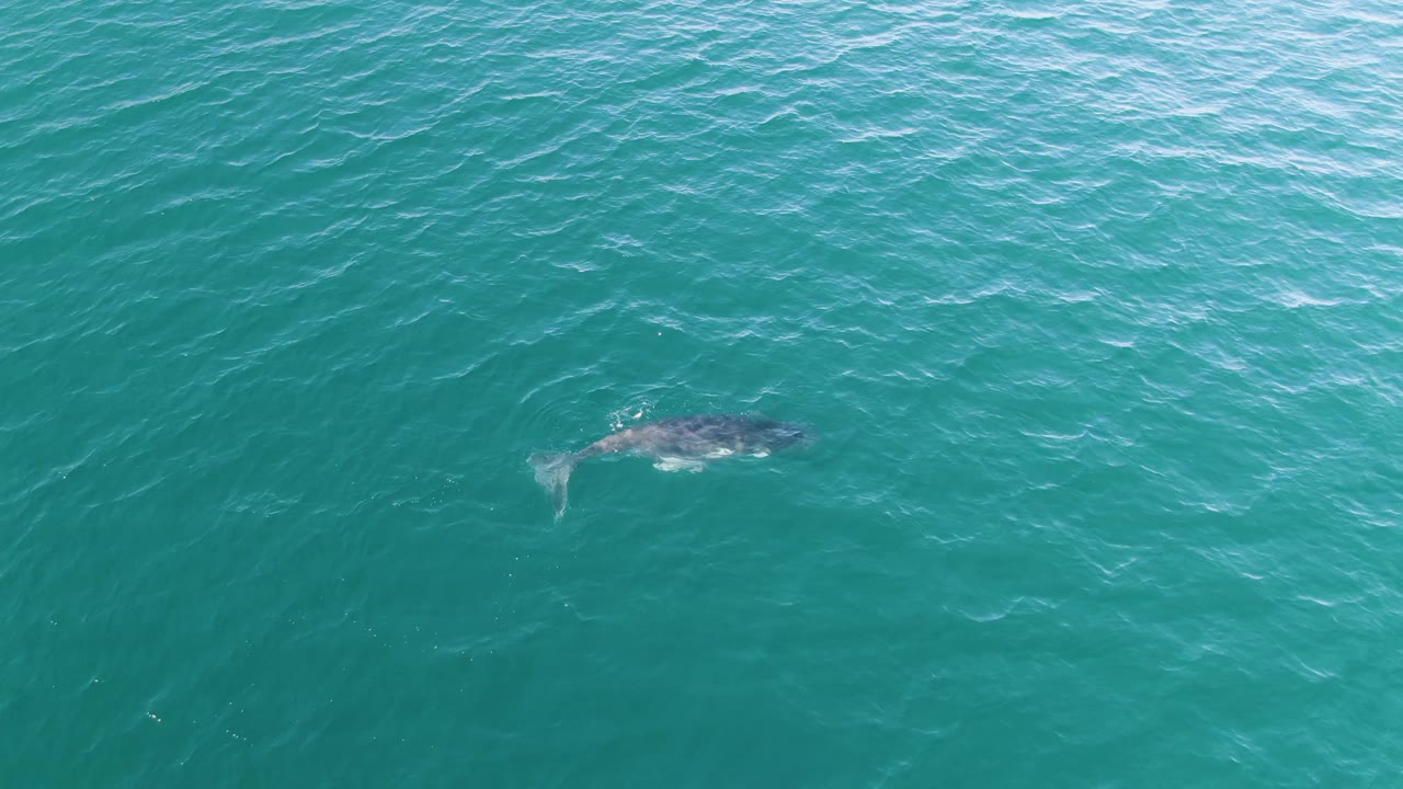 A whale appears closer to the center of the frame beneath rippled turquoise water in Punta Gorda Beach, Baja California Sur, with its dark back and lighter tail area visible and no visible people.