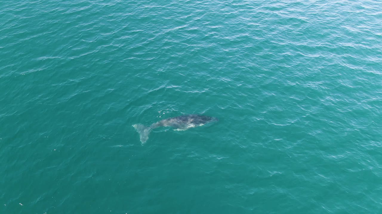 A whale is visible toward the right side of the overhead frame at Punta Gorda Beach, Baja California Sur, moving through textured turquoise sea with no boats, shoreline, or visible people.