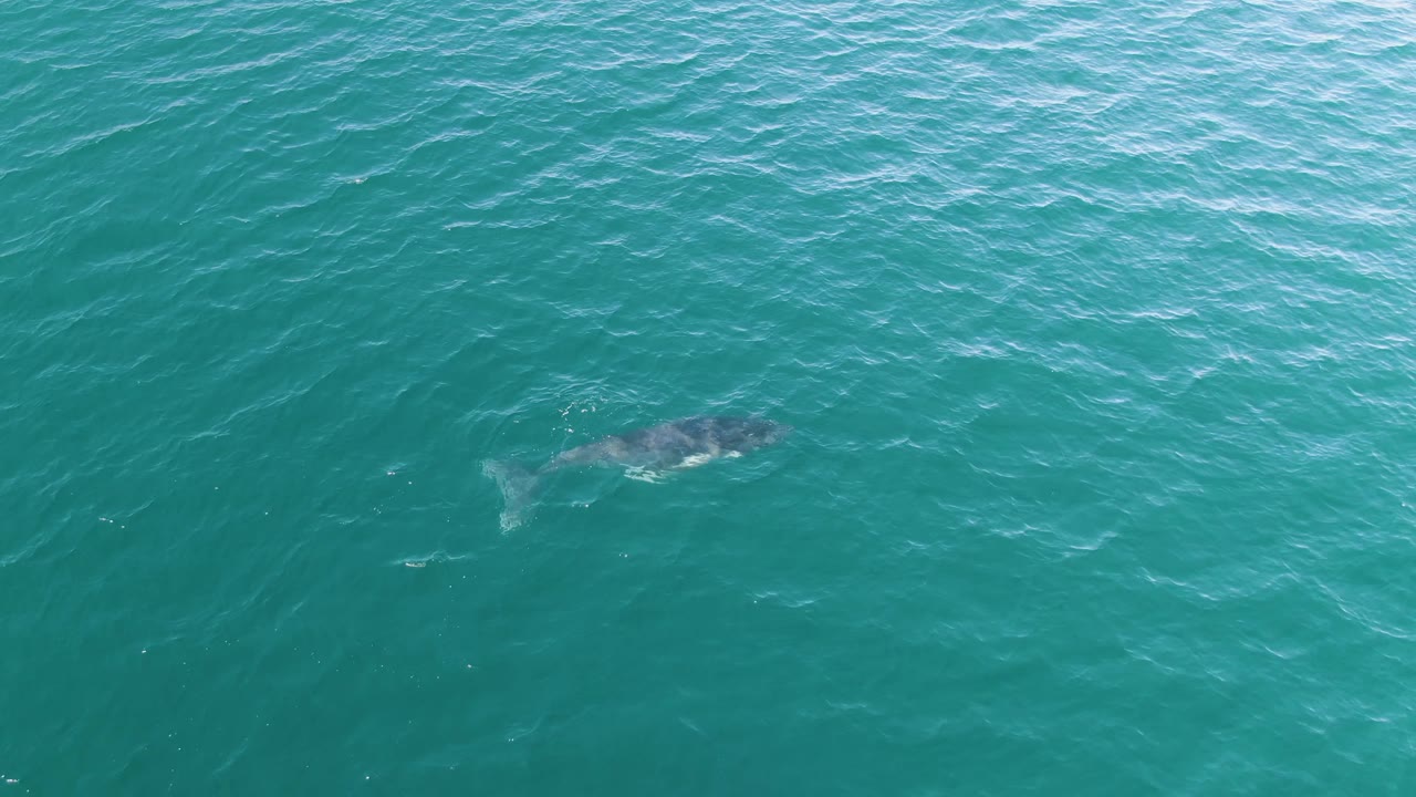 A whale appears in the lower-left area of clear turquoise ocean at Punta Gorda Beach, Baja California Sur, with its tail and body faintly visible below the surface and no visible people.