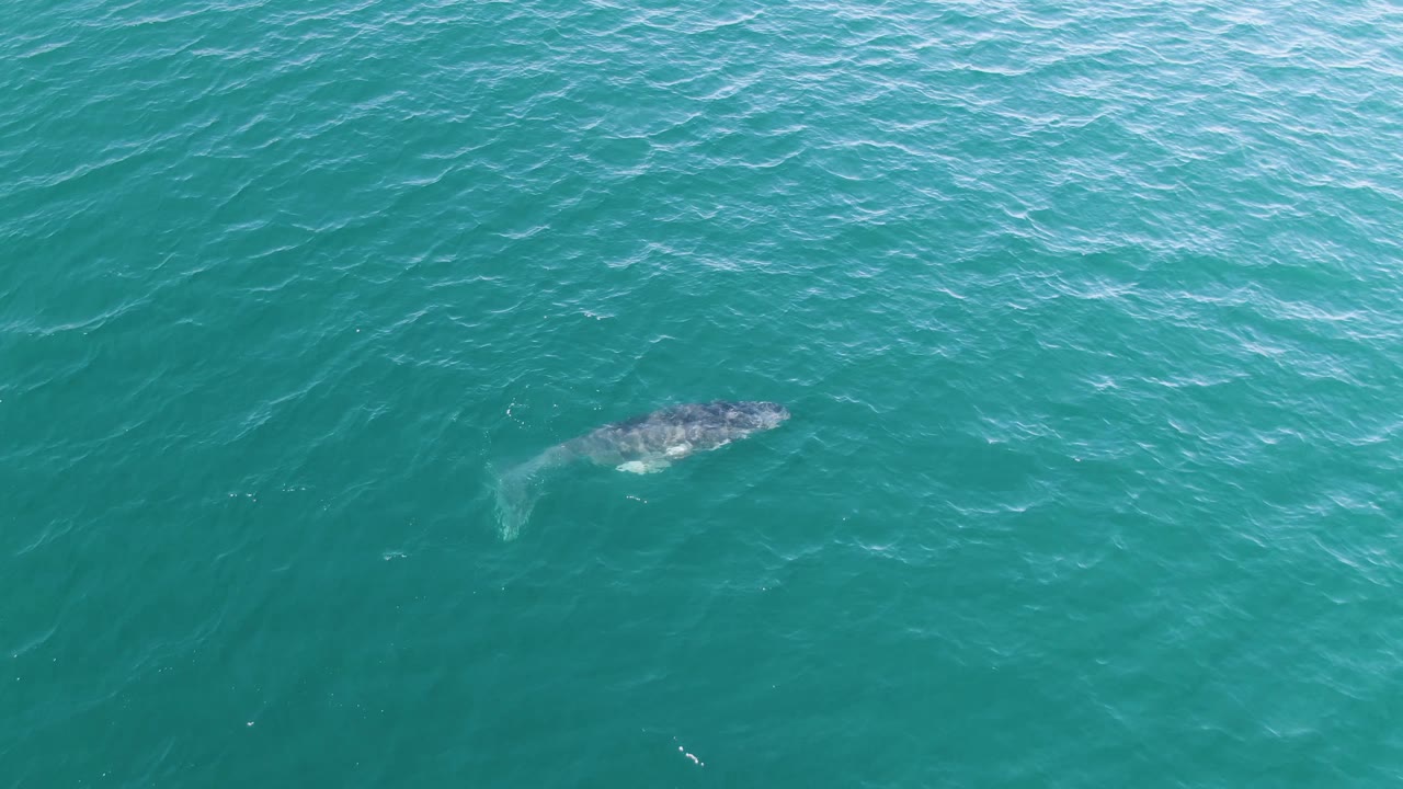 Whale visible beneath turquoise ocean water near the surface.