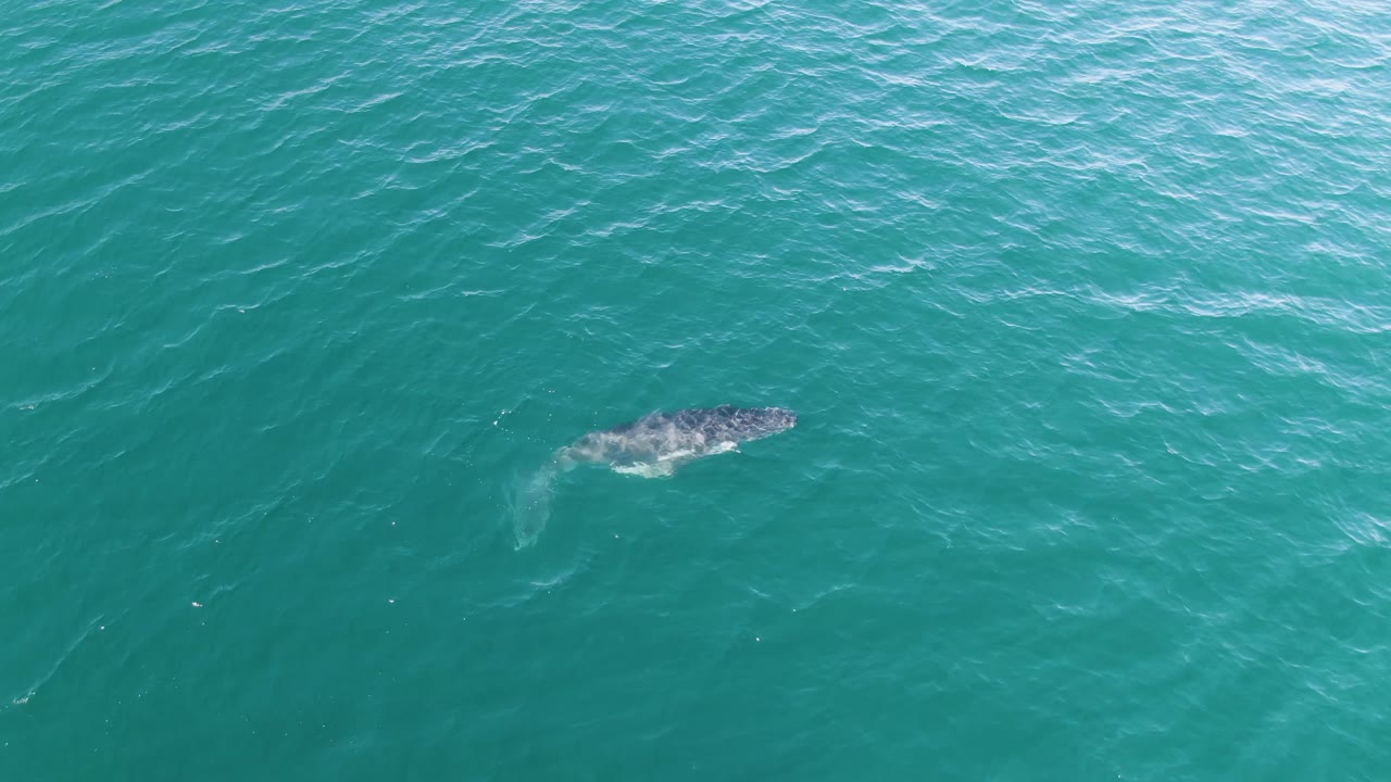 The whale remains near the surface in turquoise ocean at Punta Gorda Beach, Baja California Sur, with more of its back visible through the water and no visible people.