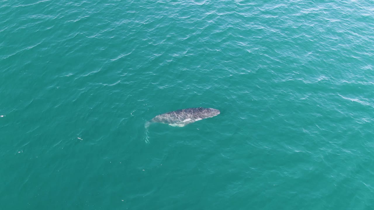 A whale is seen from above in clear turquoise water at Punta Gorda Beach, Baja California Sur, with a darker back breaking the smooth water pattern and no visible people.
