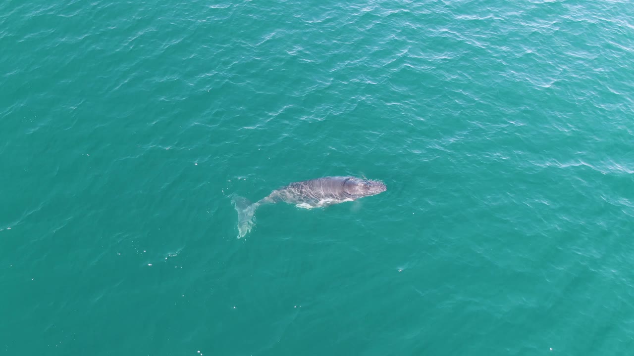 The whale is lower in frame at Punta Gorda Beach, Baja California Sur, with its tail area faintly visible in the clear turquoise water and no visible people.