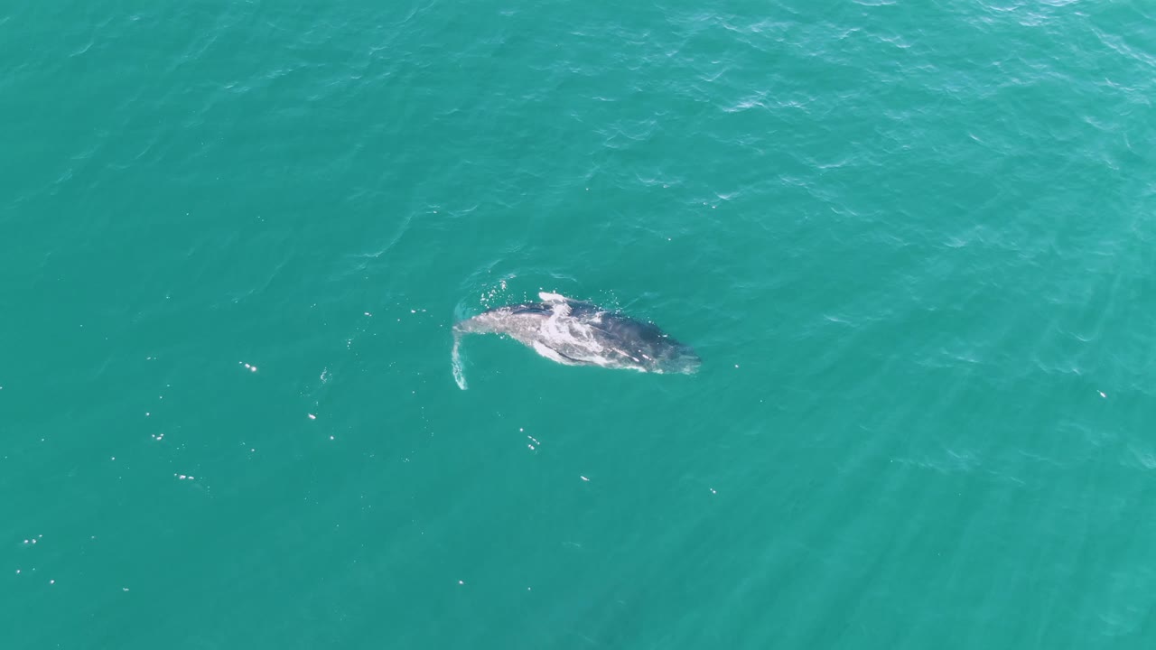 Whale near the surface in turquoise ocean water